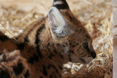 Killikus&reg; Fotographie